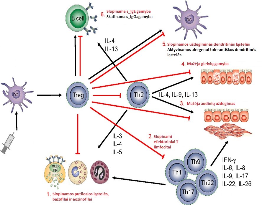 Imunologinis SIT veikimo mechanizmas