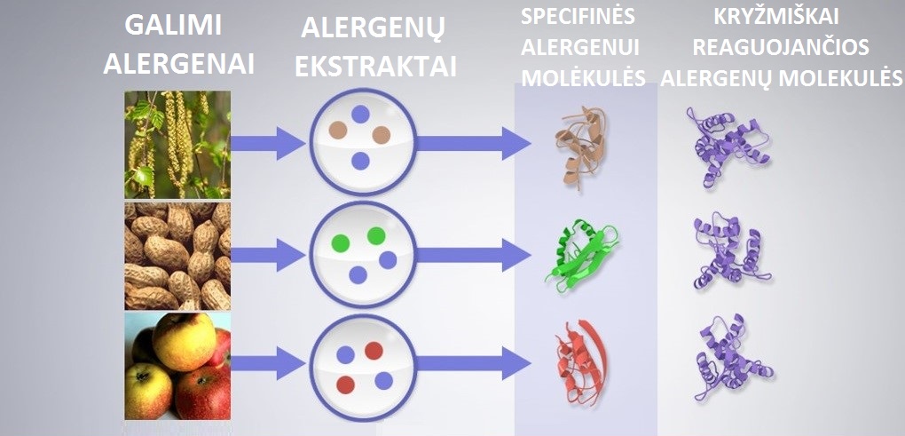 Alergenų šaltiniai, ekstraktai ir komponentinės sudėties schematinis pavyzdys