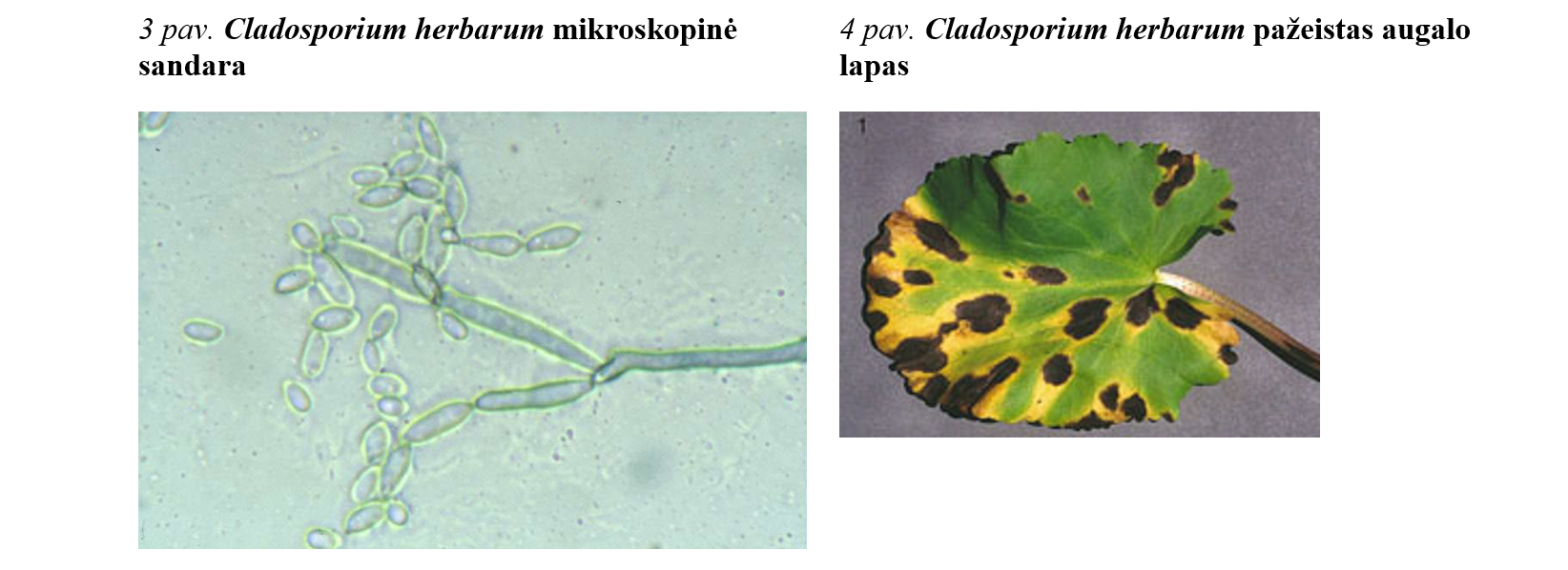 Cladosporium herbarum